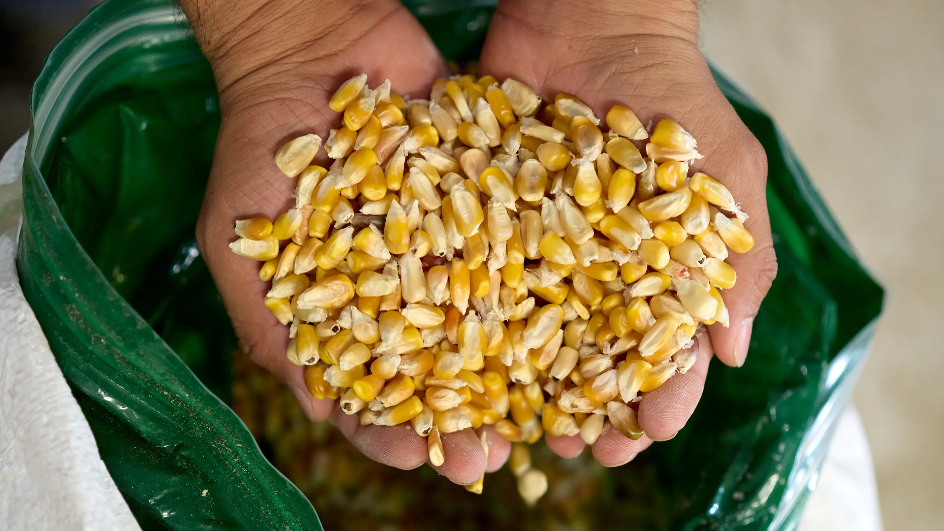 A handful of dried yellow corn, held over the sack